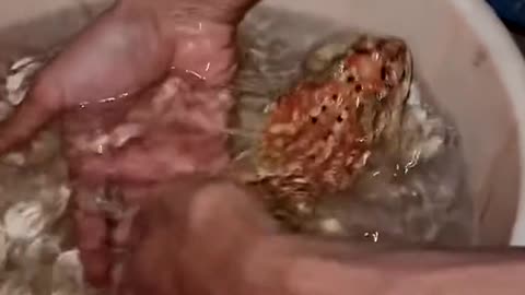 Trapped Toad Freed From Drain