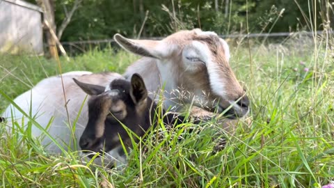 How a beautiful looking of my cute little goats and his baby