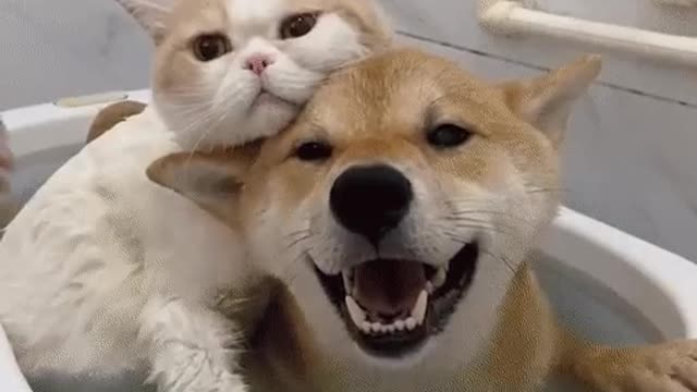 A dog and a cat are a married couple