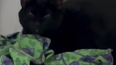 Cute Precious Piper Prepares for an Audience - Adopting a Cat from a Shelter Vlog #shorts