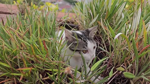 funny cat
