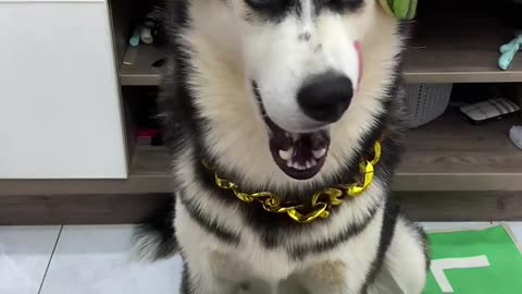 Huskies' hilarious routines