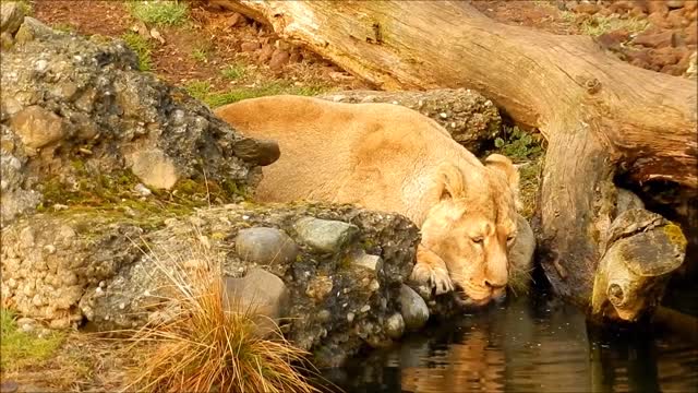 lion drink big cat zoo animal