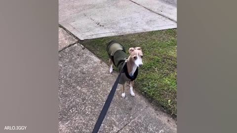 New funny animals 😄