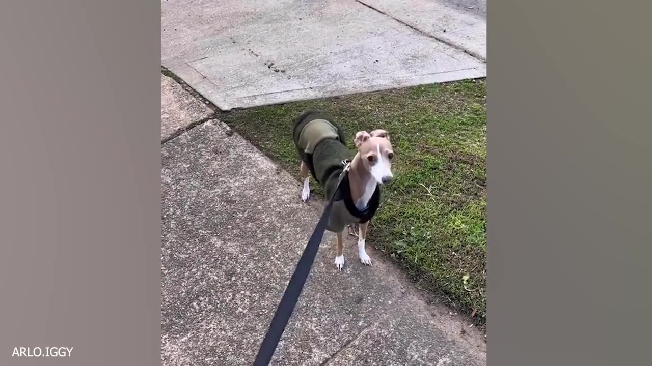 New funny animals 😄