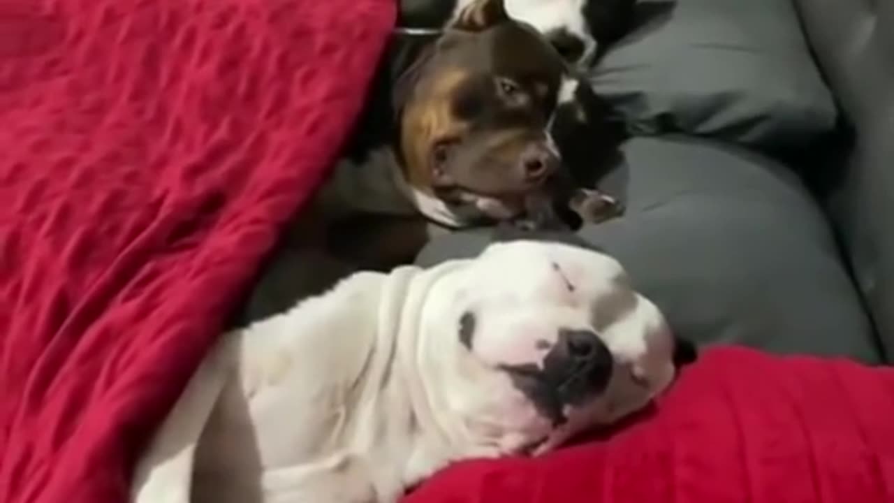 Funny dog video