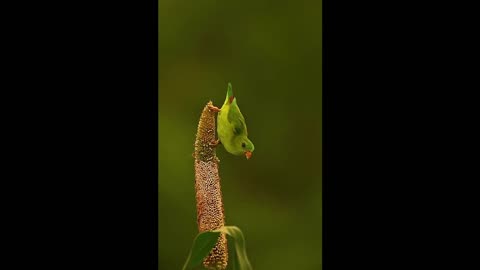 do you know the name of this bird leave it in the comments