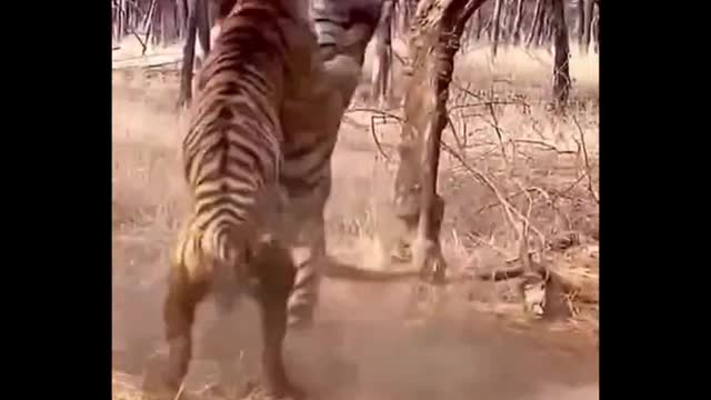 Two Tigers Fight | Rarest Animal Fight | Artemis | Viral Animal Fight | Wild Animals