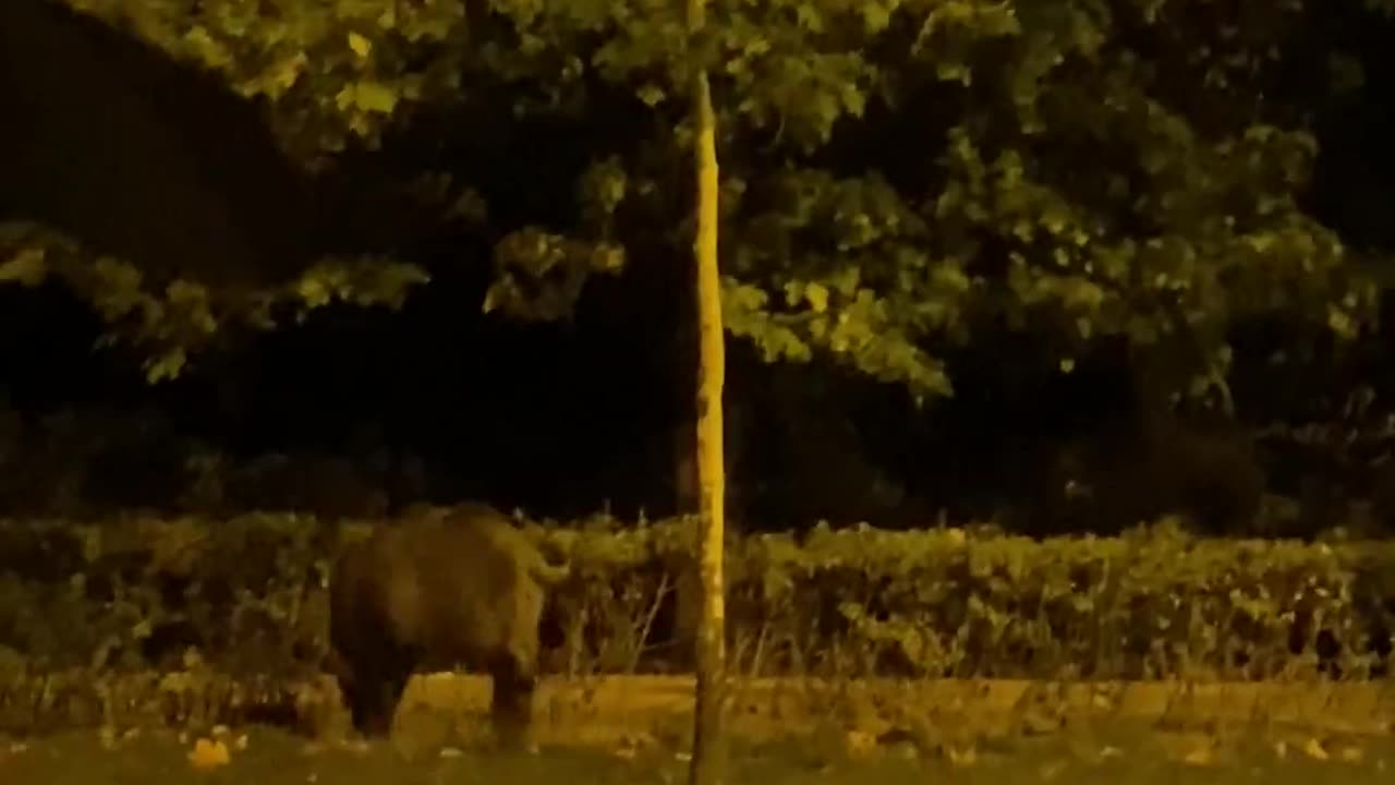 Boar Wanders Streets Of Bucharest