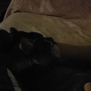 Snoring Cat Alexa