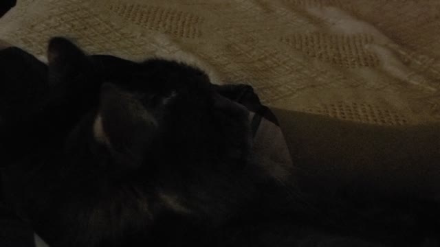 Snoring Cat Alexa