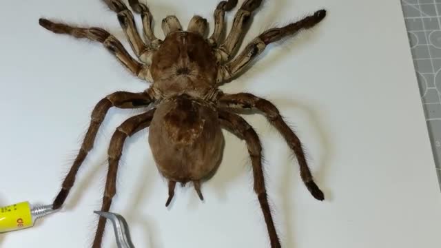 Specimens of the world's largest spider