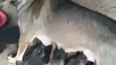 Funniest & Cutest Puppies Videos