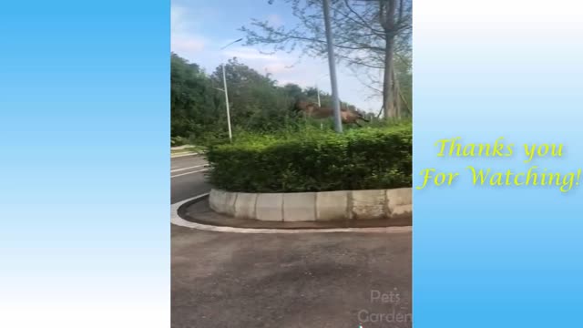 Cute cat 🐈 and funny dog 🐕 videos
