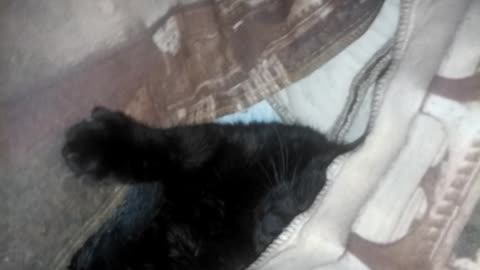 My cat hid in the couch