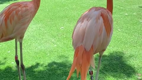 Flamingos