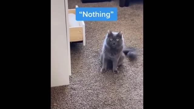 Random funny cat memes comp - try not to laugh (easy) #4