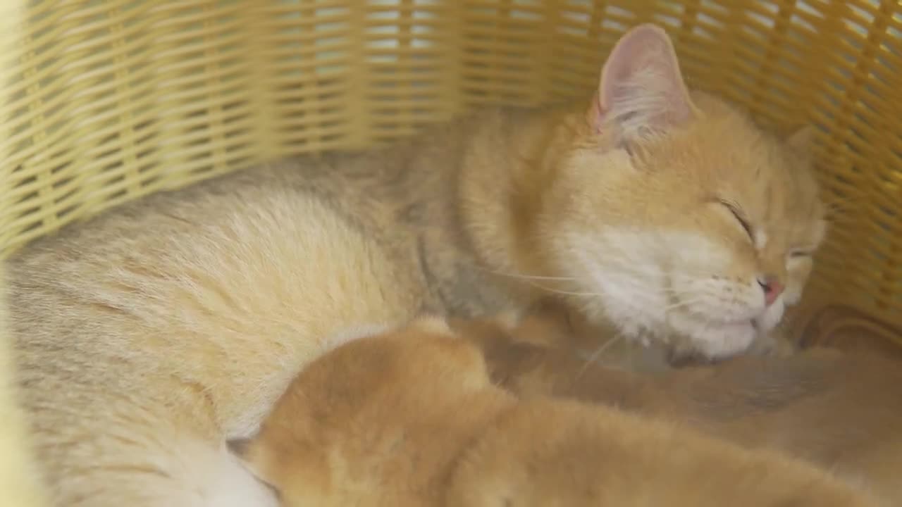 Mom Cat Carries Kitten Cacao To the nest to feed him with her Purring and Love