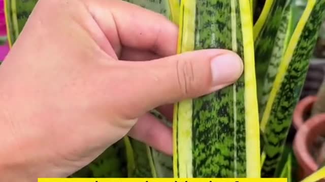 propagating the snake plant by leaf in the water