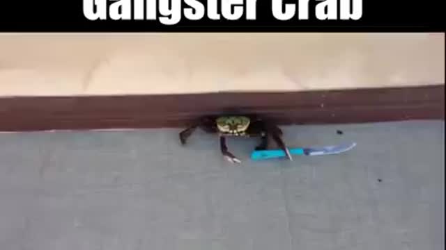 Gangsta crab