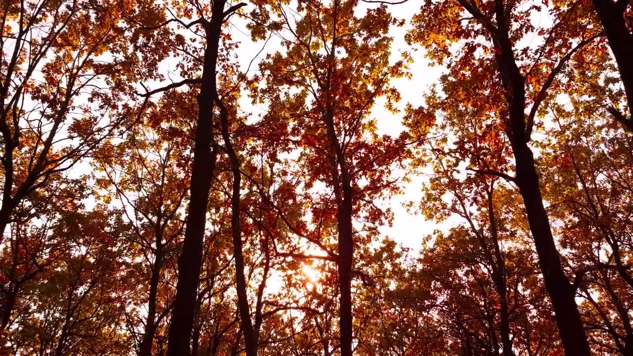 [4K] Autumn Leaves _ Drone Aerial View _ Free Stock Footage _ Free HD Videos - No Copyright(720P_HD)