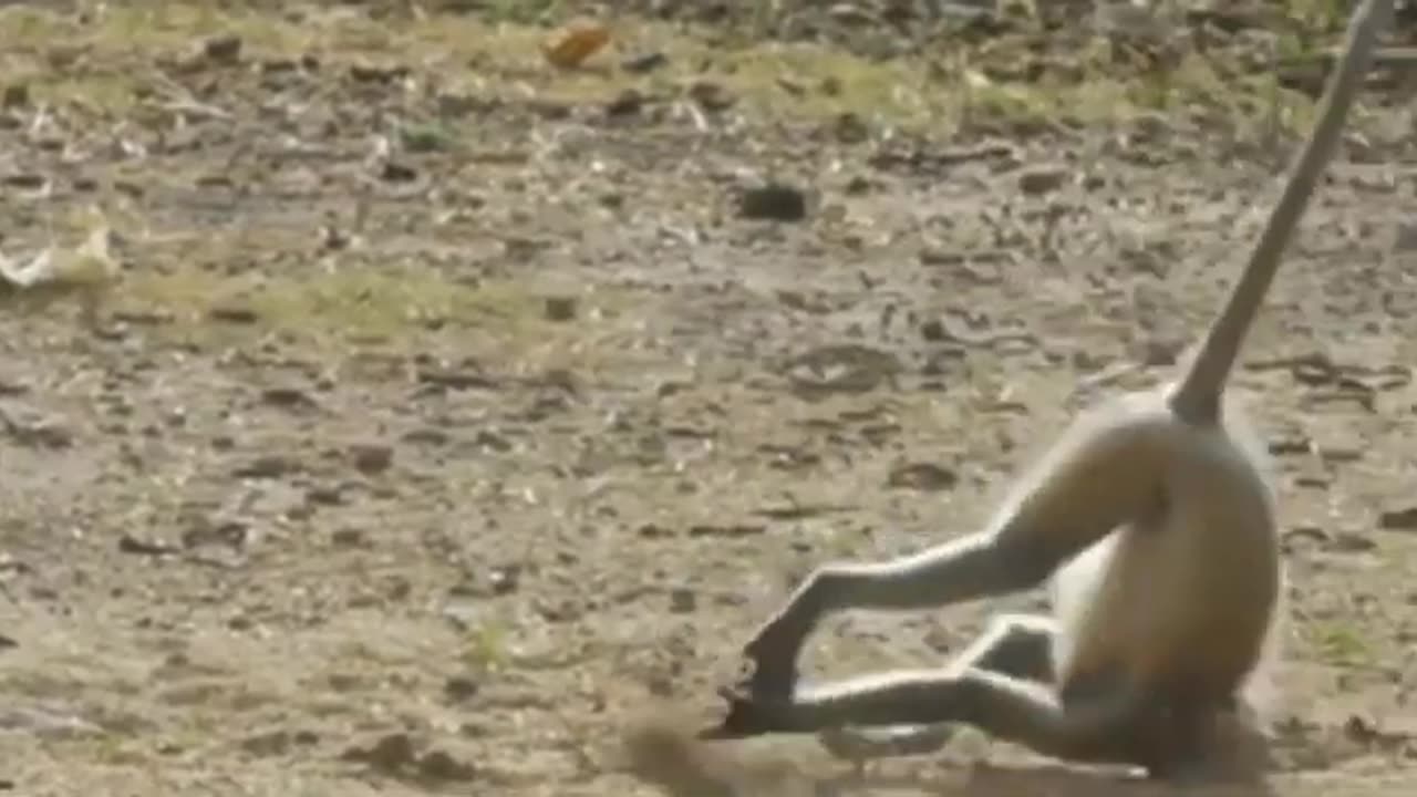 Funniest monkey - cute and funny monkey video