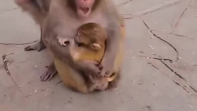 Mother monkey doesn't allow anyone to touch her baby❤