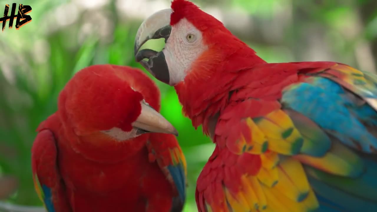 Most Magnificent Birds of Africa | Stress Relief | Calming Sounds | Birds Chirping | Stunning Nature
