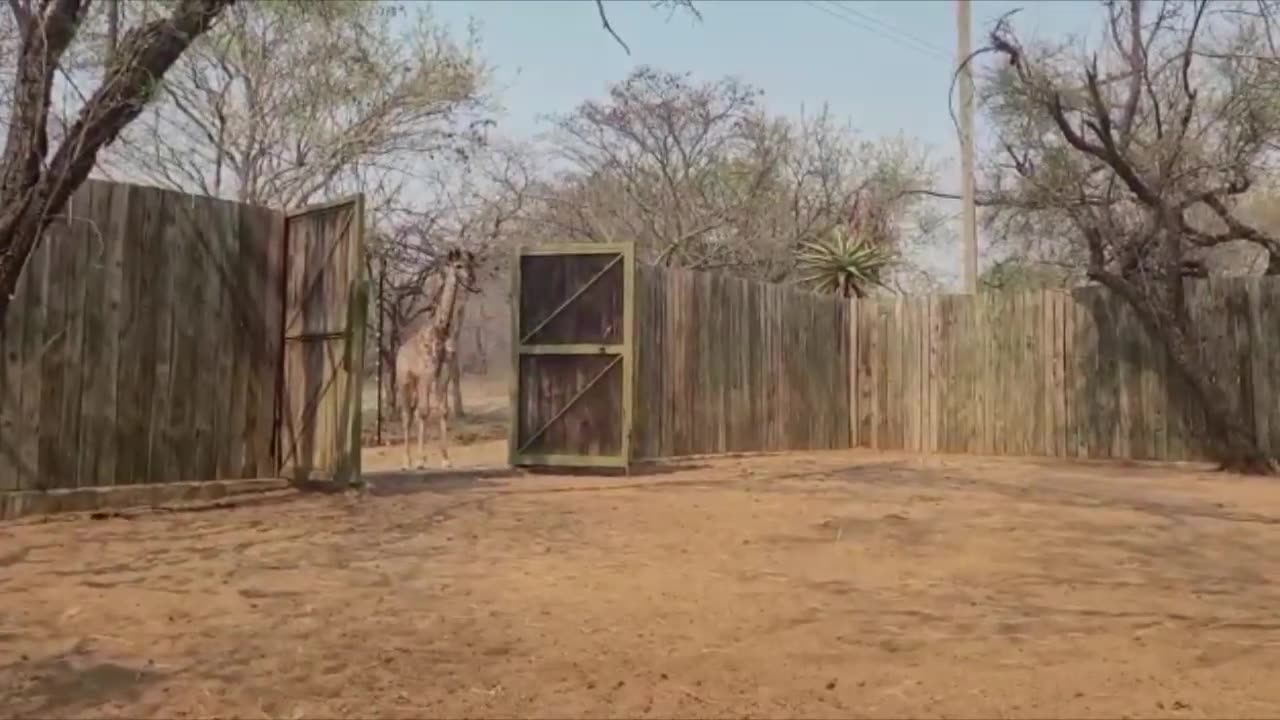 Baby Giraffe Showing OFF :D