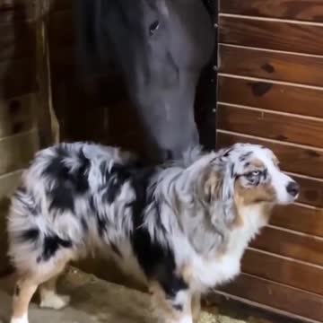 Horse Scratch The Dog