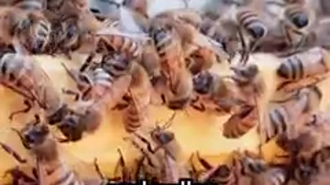 Bees: These species of bees are meating meat
