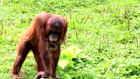 Orangutans are only animals in Indonesia