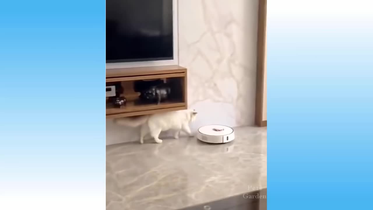 Funny Cat Videos - Try Not To Laugh