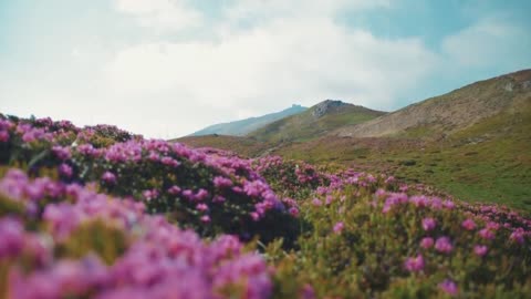 Violets Flower Quiet Music, Relaxing Music, Mental Music, Owner's Music