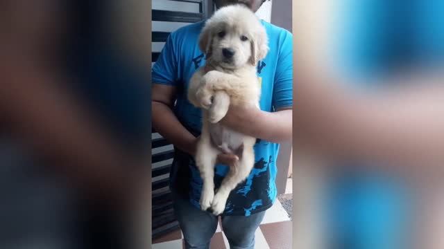 Free dog adoption - golden retriever * ultimate quality puppy*