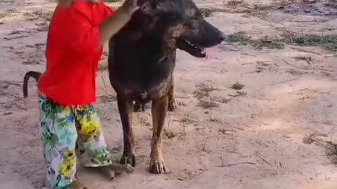 Funny dog and monkey video