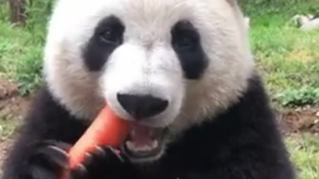 panda eating carrot