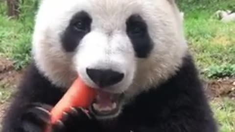 panda eating carrot