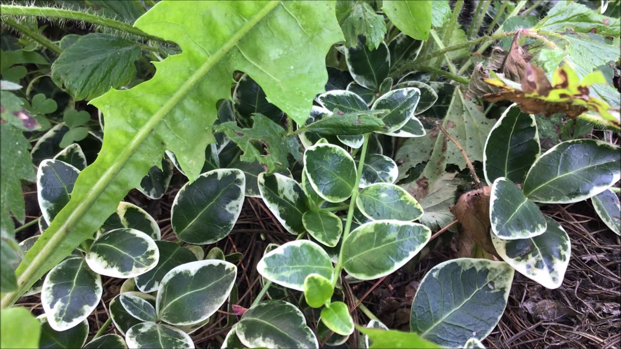 Great Ground Cover Climbing euonymus Sept 2022