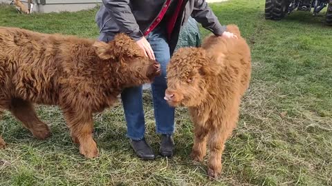 Highland Heifers