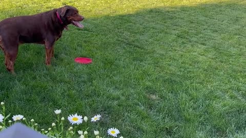 Zeus the Dog Knows How to Get Frisby Time While Mowing