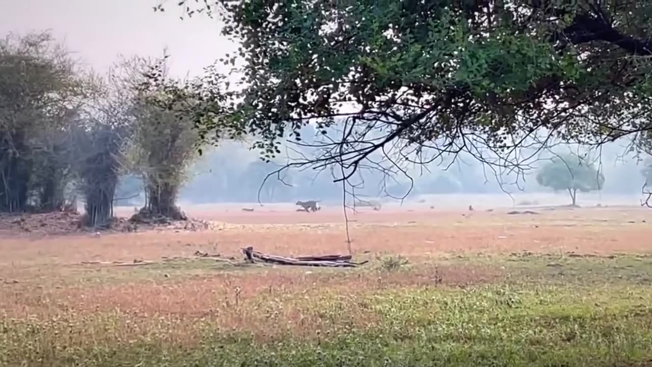 tiger attacks a group of leopards