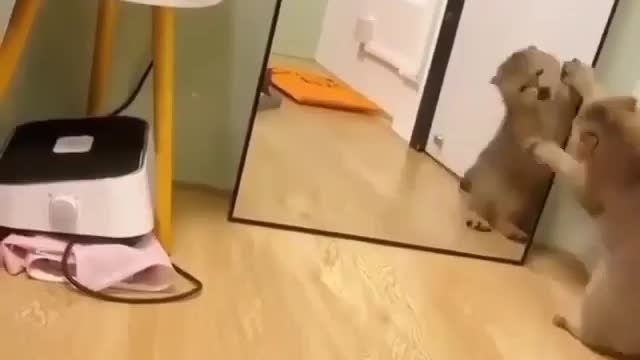 🤣funny cat videos🐈🐈