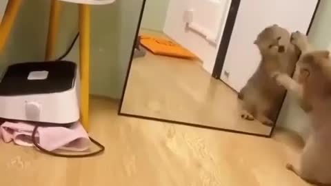 🤣funny cat videos🐈🐈