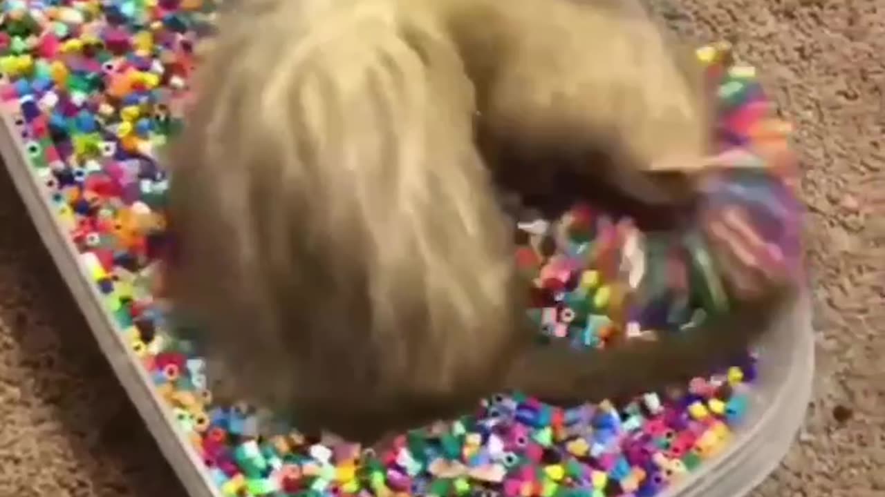 Ferret is having the time of its lifeš„°