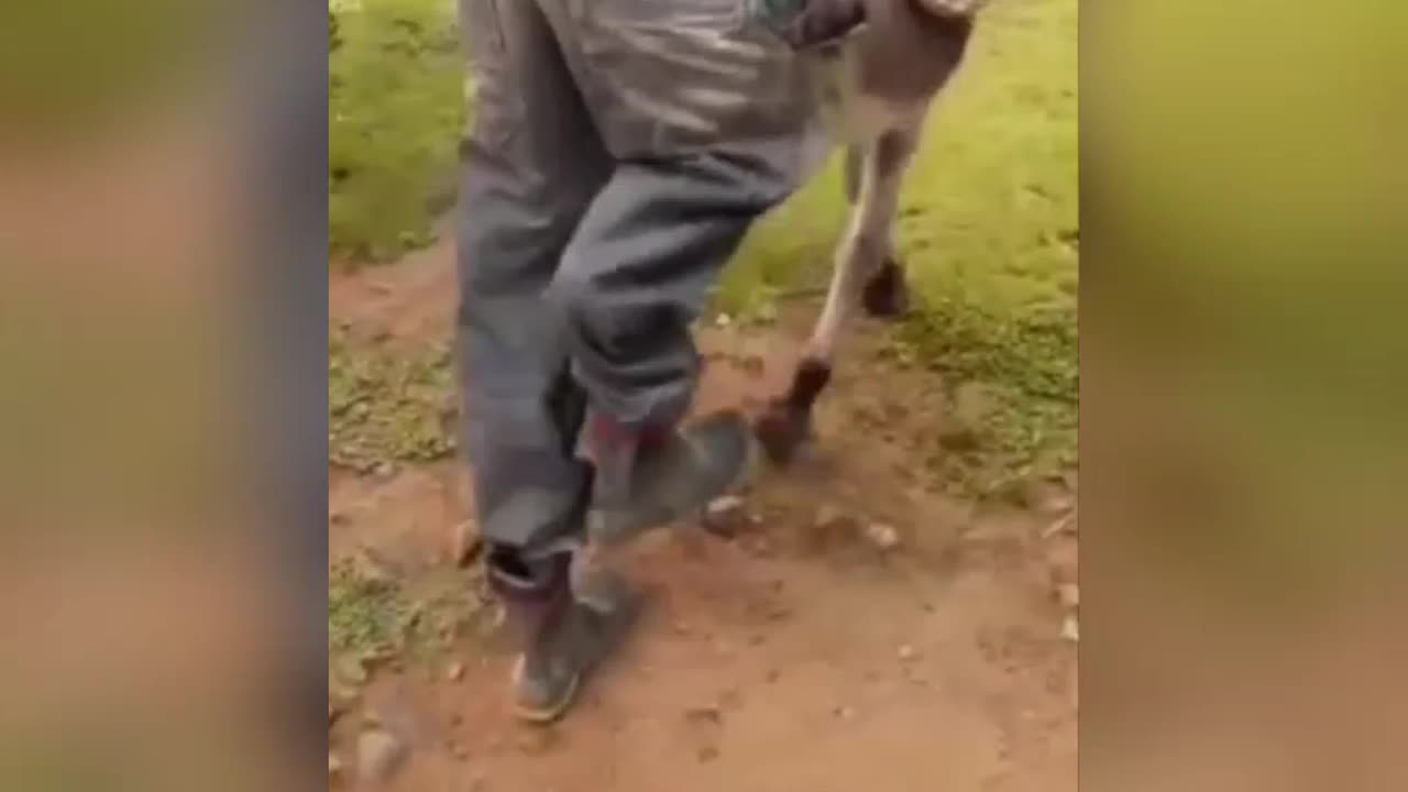 Dog funny video manke funny video dog video