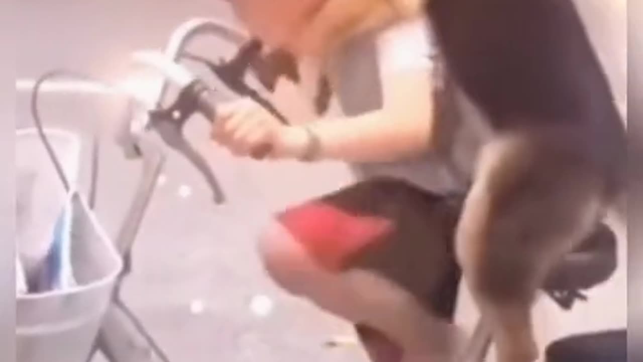Dog friend