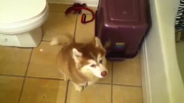 Husky pup arguing about taking a bath