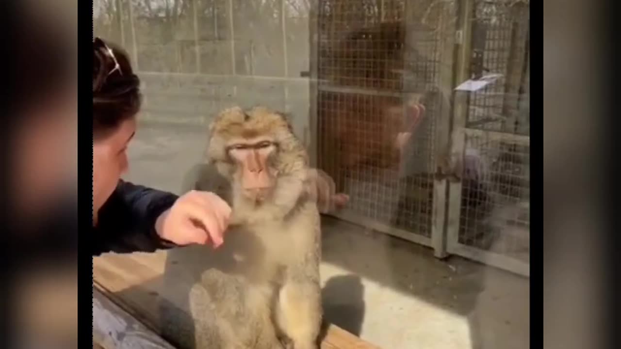 Try to Not Laugh 😅 | Funny Animal Video Compilation | Part - 3