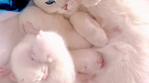 cute cat , cat blue eyes , beautiful cat , white cat , funny cat , animals , best video for kids